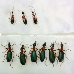 Senegal_Carabidae2