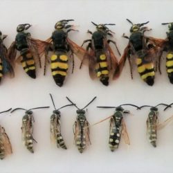 Europe_Hym_Scoliidae_Colpa_sexmaculata