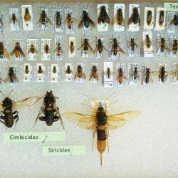 Hym_Tenthredinidae_Cimbicidae_Siricidae