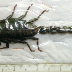 Iran_Scorpionida_Hottentotta_zagrosensis